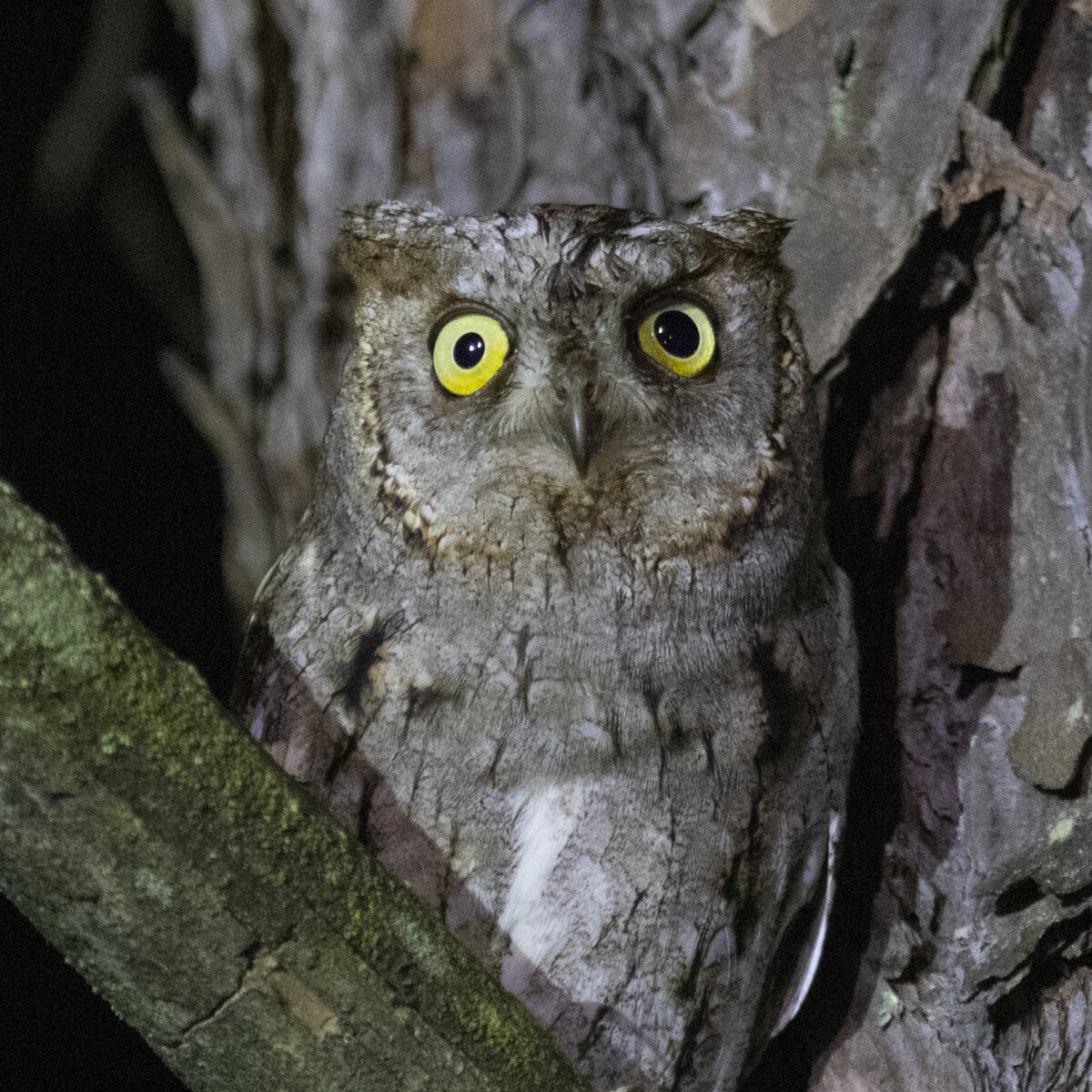 Совы, смотрящие прямо в душу: подборка моих фотографий в честь Дня птиц ...