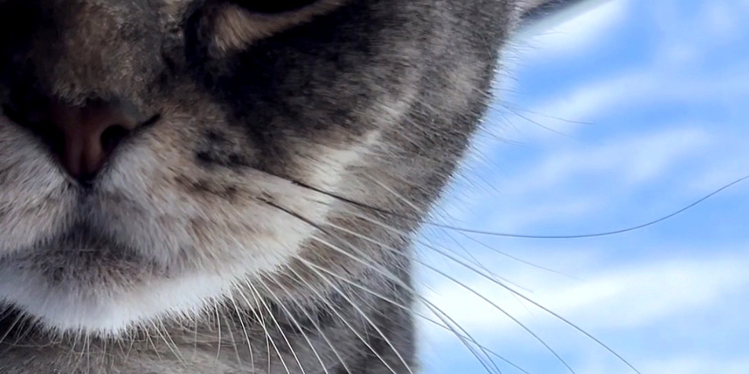 А вы знали, что найти выпавшие кошачьи усы - это к деньгам?