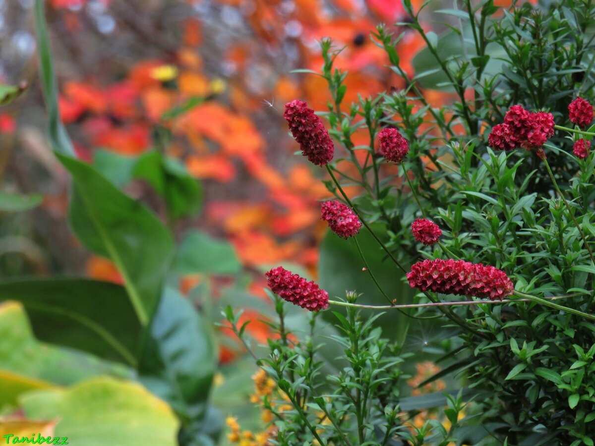 Кровохлёбка "Цаншань Крэнберри"