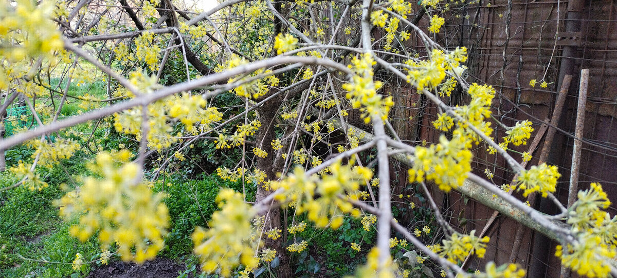 И кизил тоже в цвету