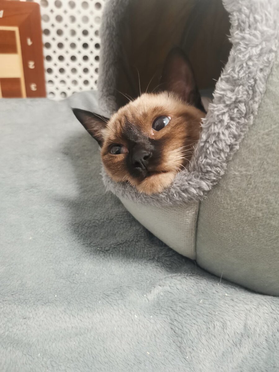 Лежит в своём любимом домике и грустит