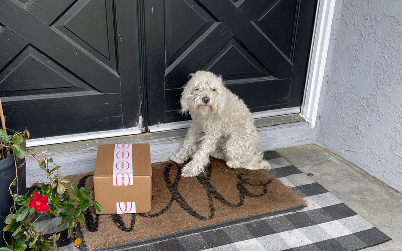 Бездомная собака пришла на крыльцо дома и попросила приютить ее