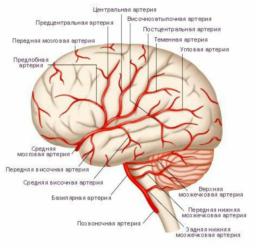 Основная артерия головного мозга анатомия. Ветви средней мозговой артерии анатомия. Схема кровоснабжения головного мозга человека анатомия. Кровоснабжение головного мозга медиальная поверхность.