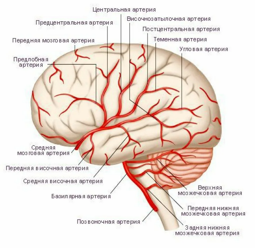 Средняя мозговая. Кровоснабжение средней мозговой артерии. Кровоснабжение долей головного мозга. Кровоснабжение теменной доли. Артерии питающие головной мозг.