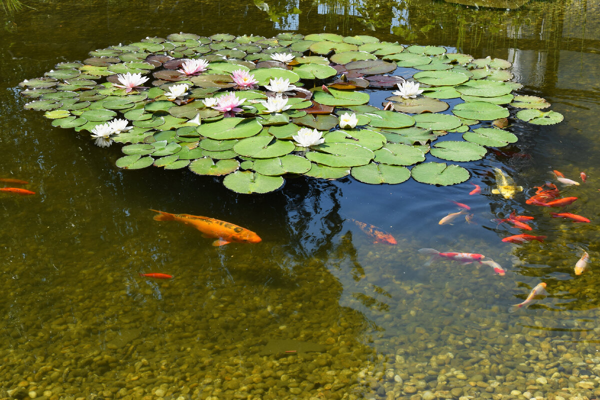 <a href="https://ru.freepik.com/free-photo/pond-with-flowers-and-fish_1234288.htm#query=%D0%BC%D0%B0%D0%BB%D0%B5%D0%BD%D1%8C%D0%BA%D0%B8%D0%B9%20%D0%BF%D1%80%D1%83%D0%B4&position=30&from_view=search&track=ais">Изображение от montypeter</a> на Freepik