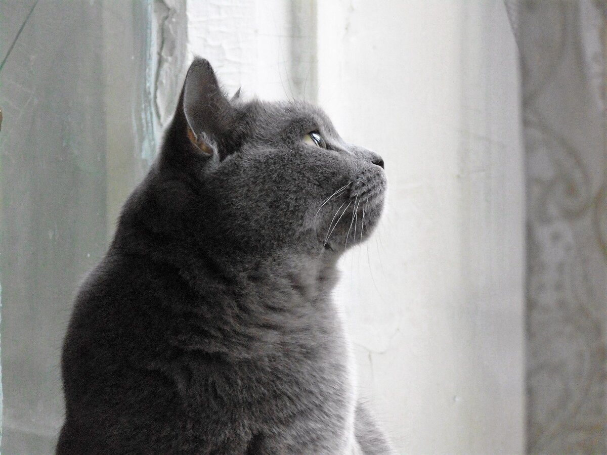 Шаня. Фото автора