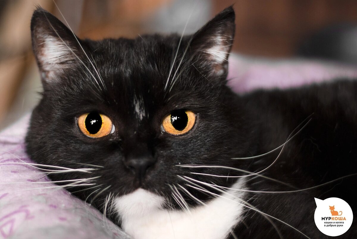 Чечетку нашли на улице.