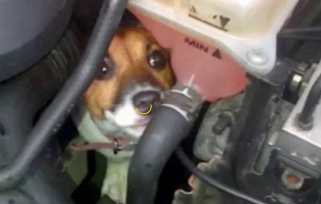 собака в двигателе авто