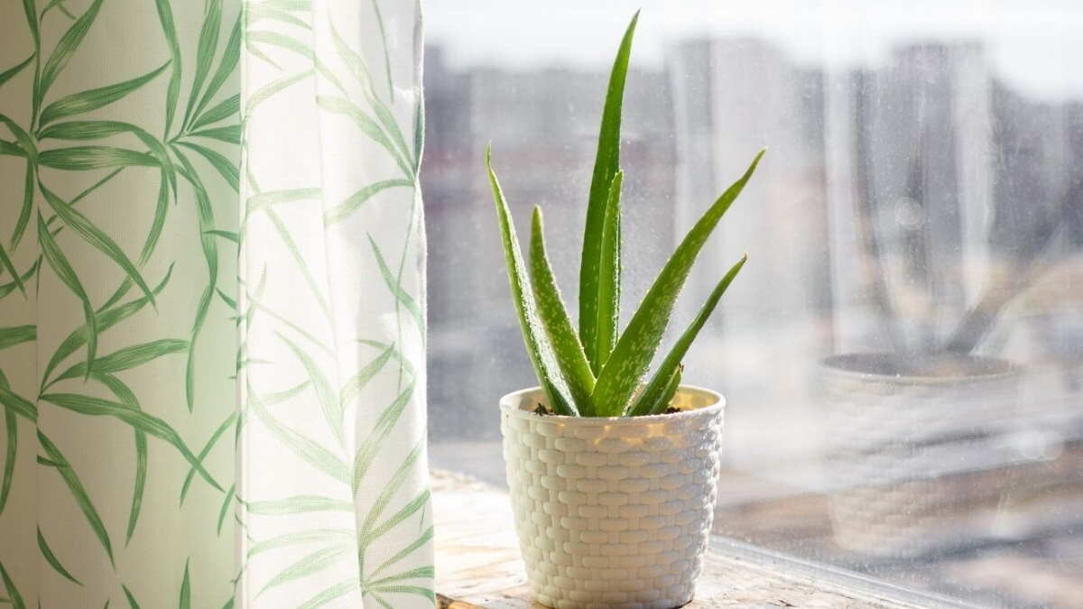    Алоэ Вера Юлия Шелковенко