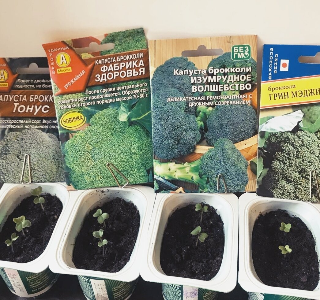 брокколи выращивание. брокколи семена лучшие сорта для открытого грунта. капуста брокколи семена. брокколи капустарассала. когда садить брокколи на рассаду.