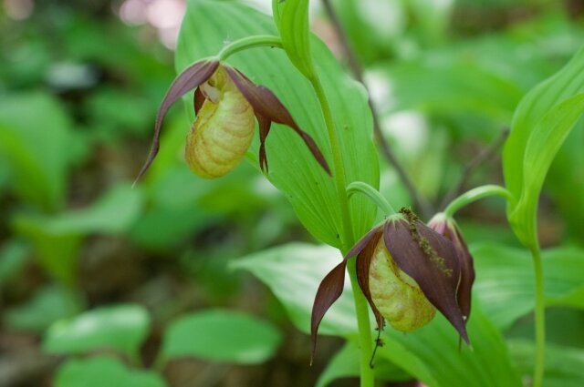    Фото: ФГБУ «Заповедное Приамурье».