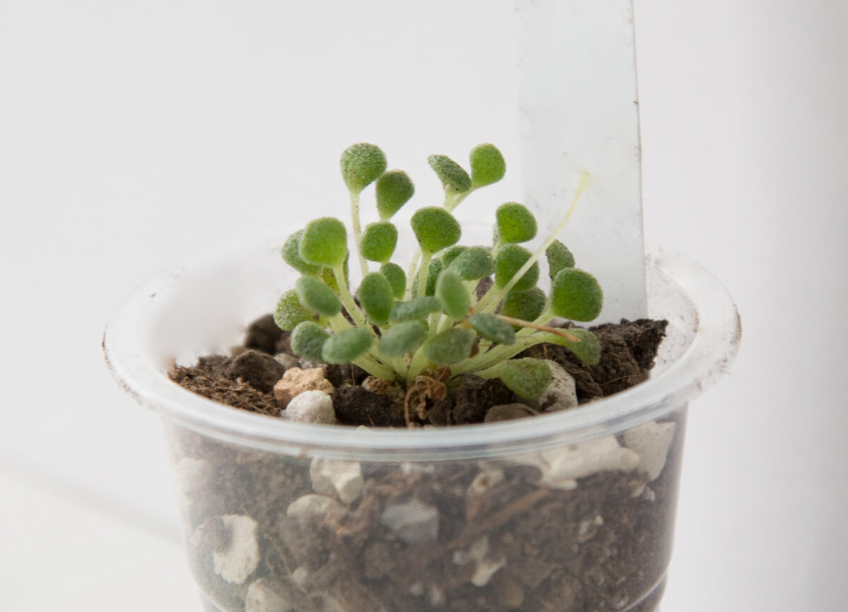 Monanthes pallens