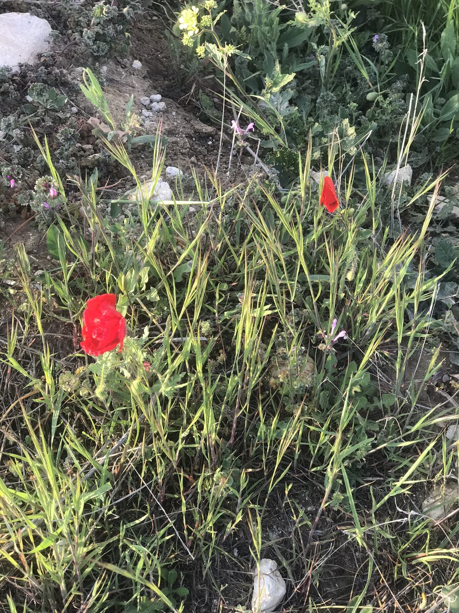 Первый робкий мак. Скоро в окрестности нашего дома их распуститься  много