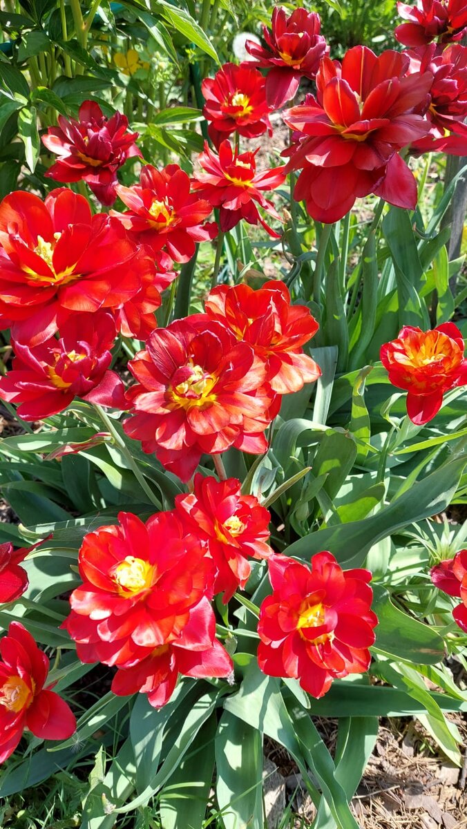 на фото тюльпаны махровые, мои красавцы. 2022 год