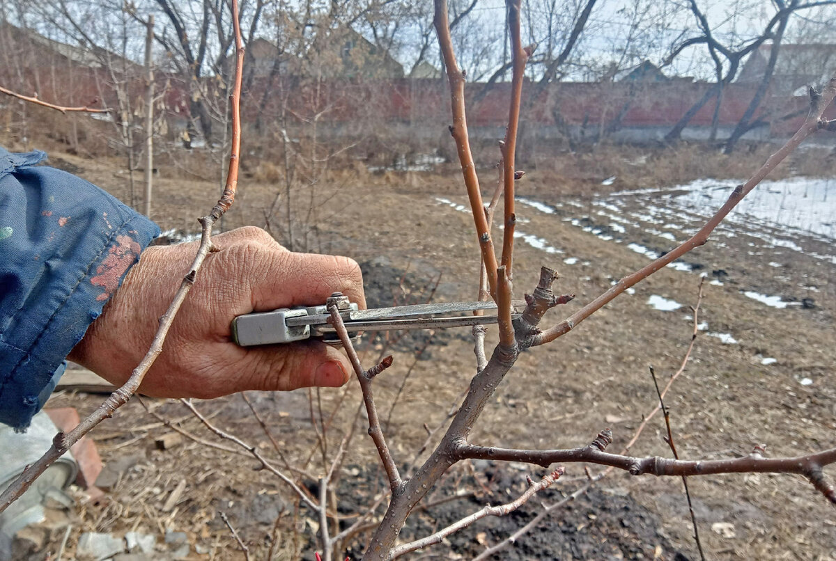 У старых деревьев достаточно убирать отмершие стволы