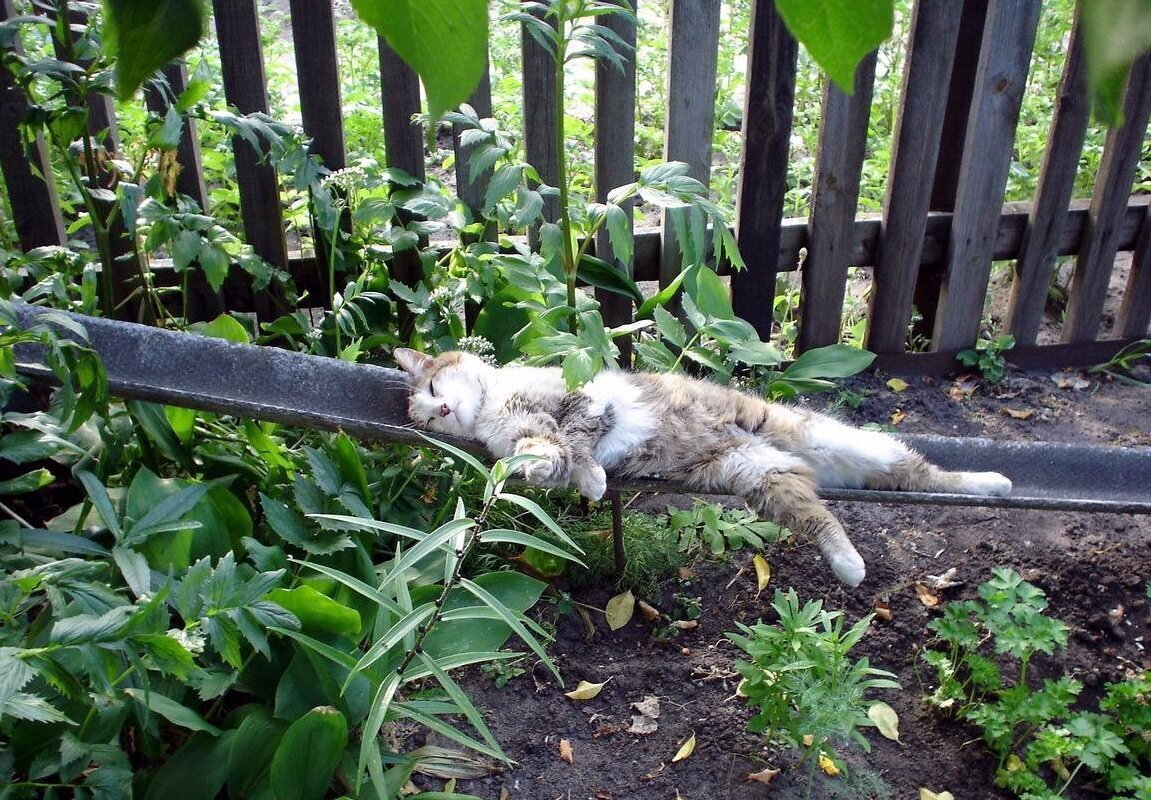 На дачу скоро поеду. Кот в огороде. Коты на грядке. Смешные коты на огороде. Кот на даче.