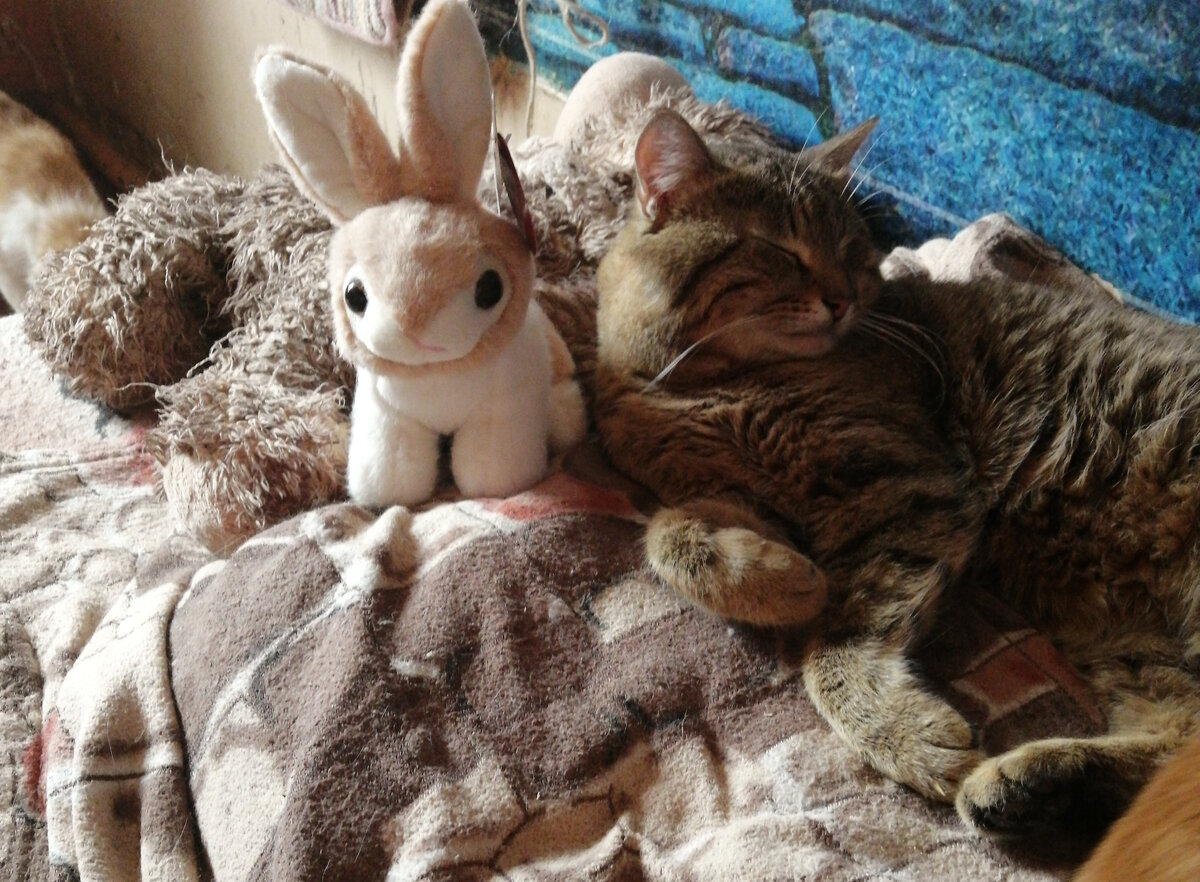 Мишка, зайчик и зайчик🐰🐰🐰