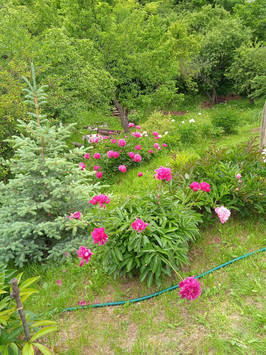 Сокровища моего сада