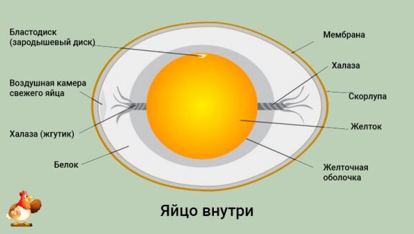 Что такое вагинальные шарики| Для чего нужны вагинальные шарики