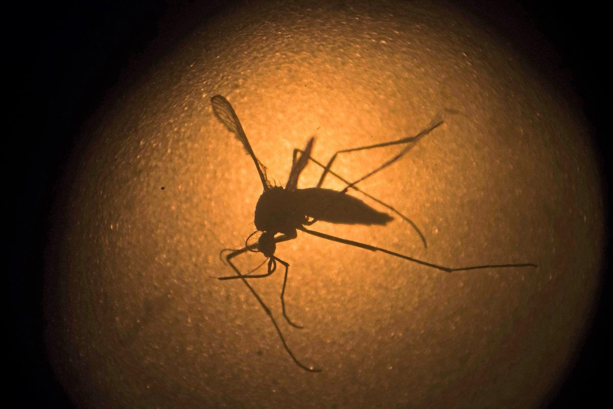 Комары на сегодняшний день являются самыми смертоносными животными в мире для человека, и во многом это связано с малярией. Фото: AP/Фелипе Дана.