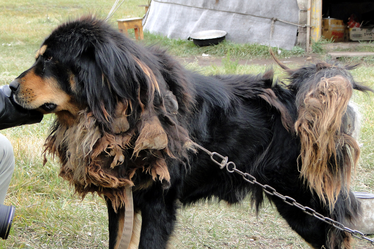 С происхождением этой породы связано такое количество легенд, что некоторые из них уже перекочевали в разряд сказок. 
