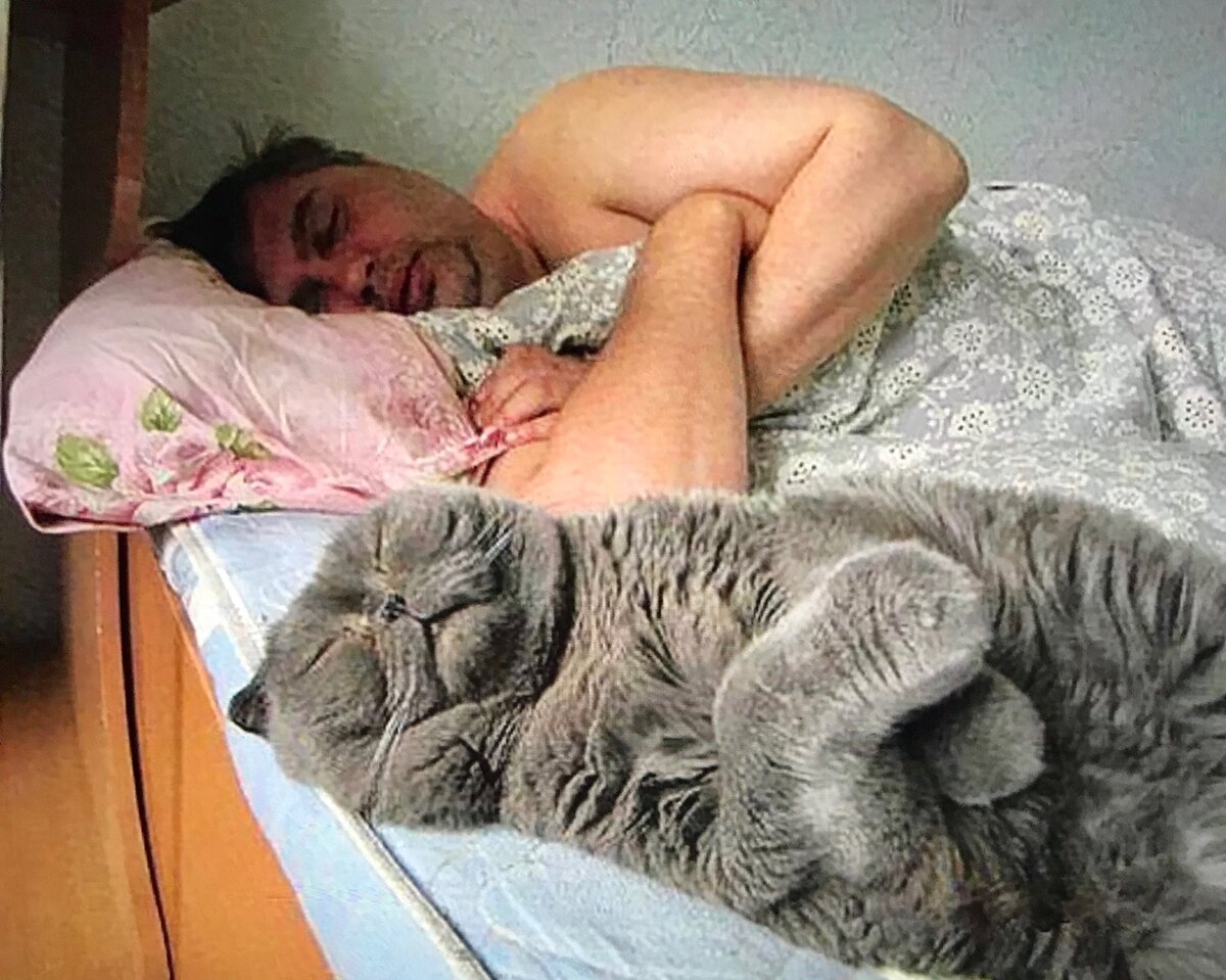 Что означает если кот спит рядом с хозяином на кровати