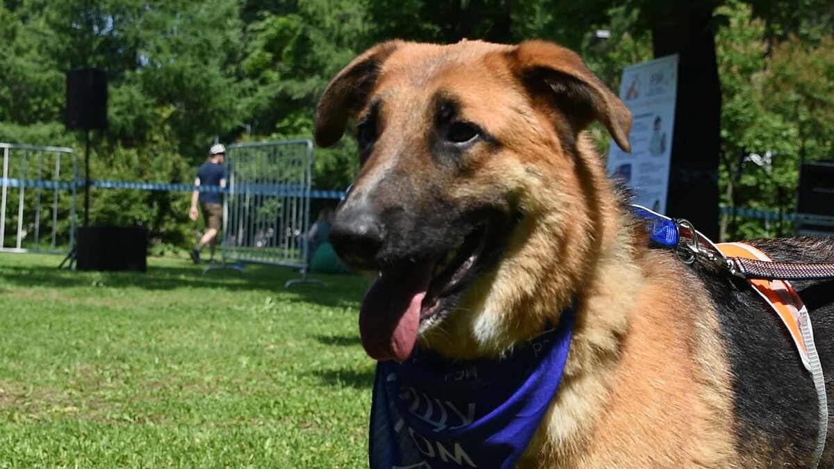 Реакция отца хозяйки