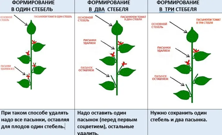 Формирование перца - смотреть видео онлайн от "ОгородГид" в хорошем качестве, оп