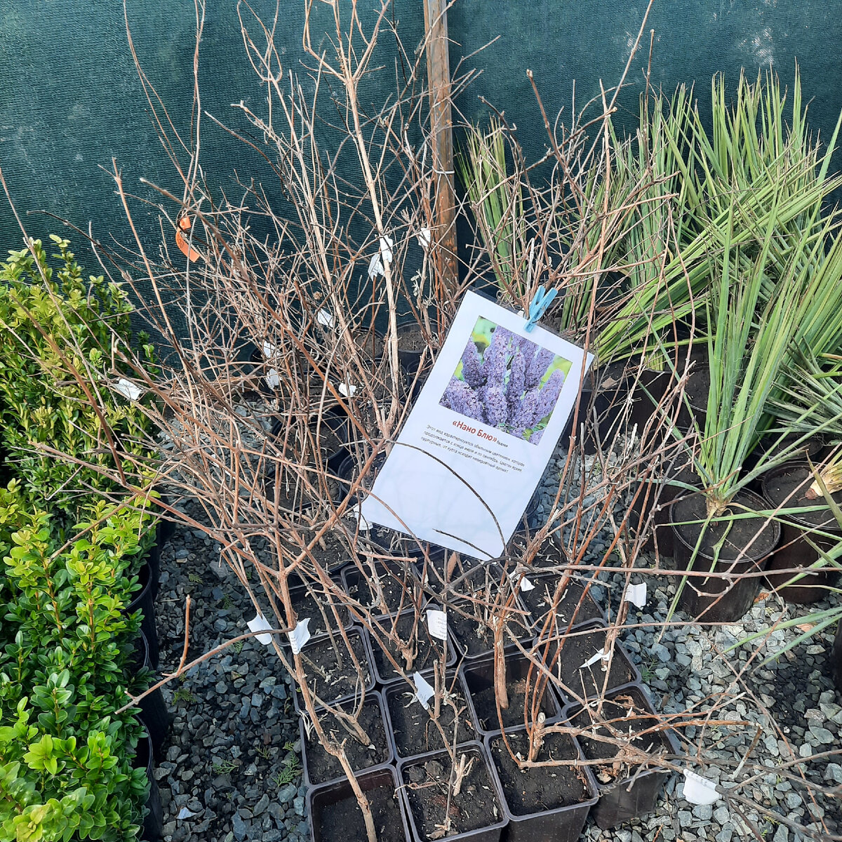 Задний план - юкка