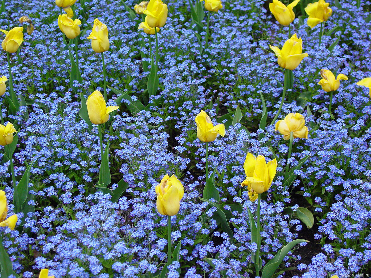 Тюльпаны и незабудки