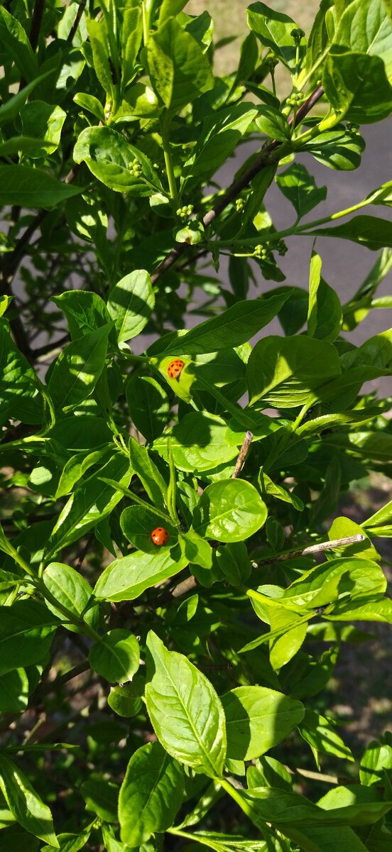Хищники на охоте, на каждой ветке по дивизии. Издалека думала, что это ягодки, подошла - а оно вот чего. Непредсказуемо, однако.