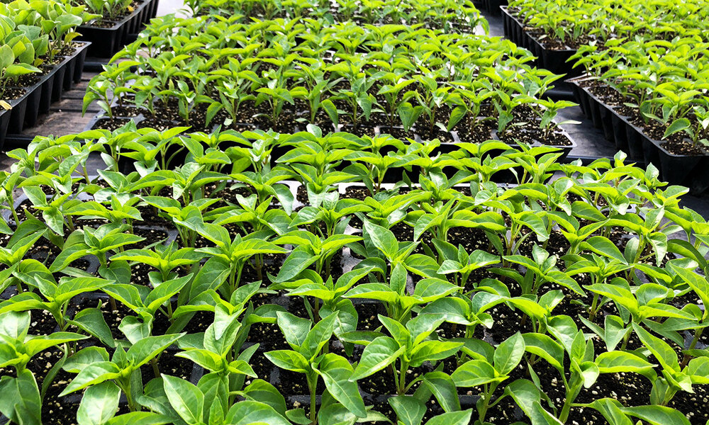 Узнали по листьям?