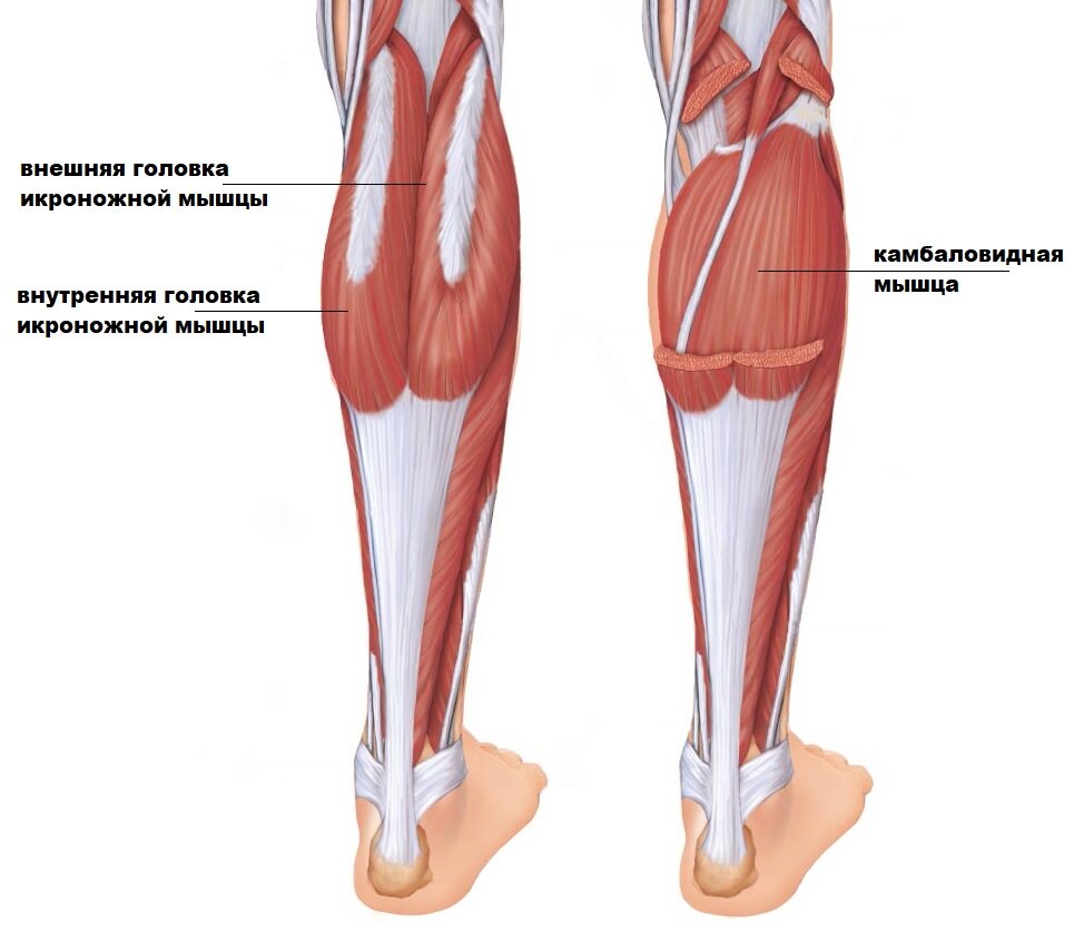 Gastrocnemius and Soleus