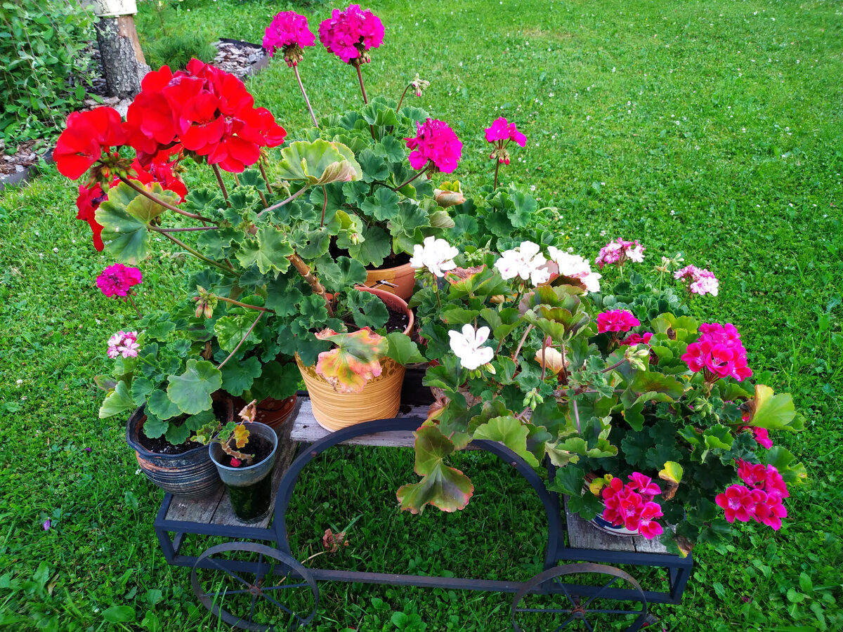 Летняя тележка