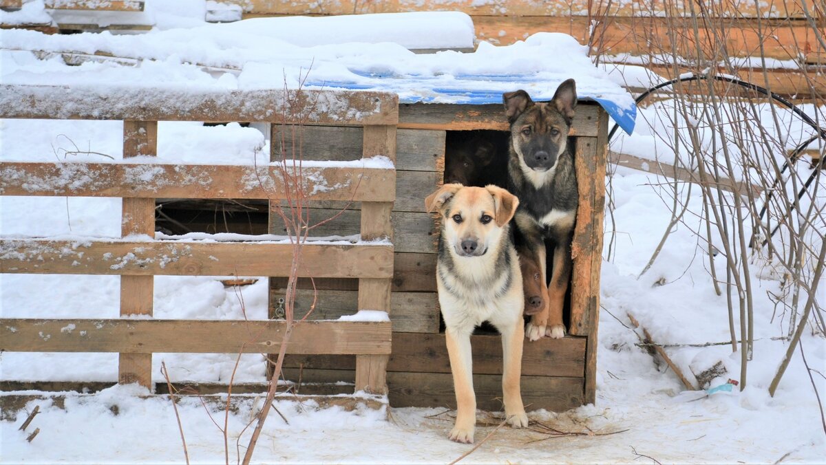    Необходимо ответственное отношение владельца - в Нижневартовске общественники обсуждают закон «Об обращении с животными»