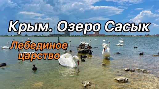 Лебединое озеро Сасык в Крыму