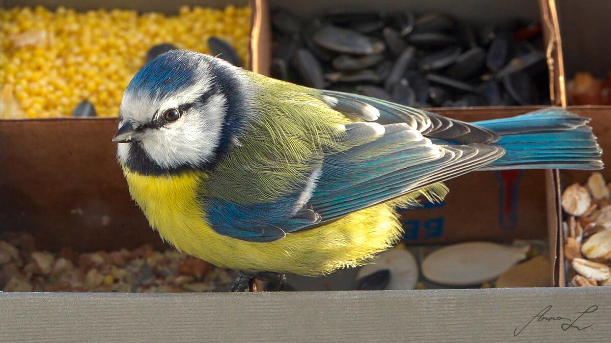 Лазоревка выбирает свой любимый корм