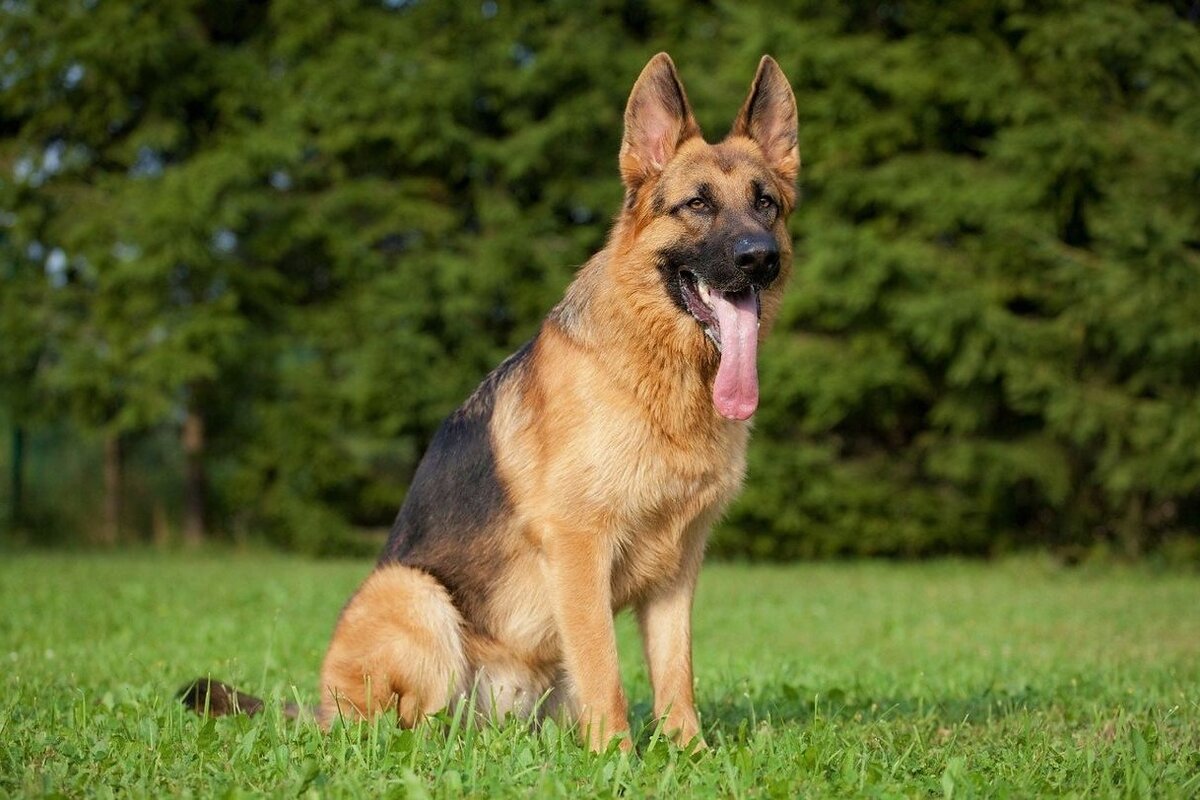 Рекс высунул язык