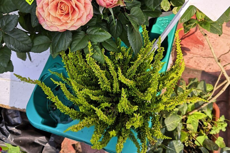     Более миллиона цветов посадят на клумбах Липецка в конце апреля Василиса РОЖКОВА