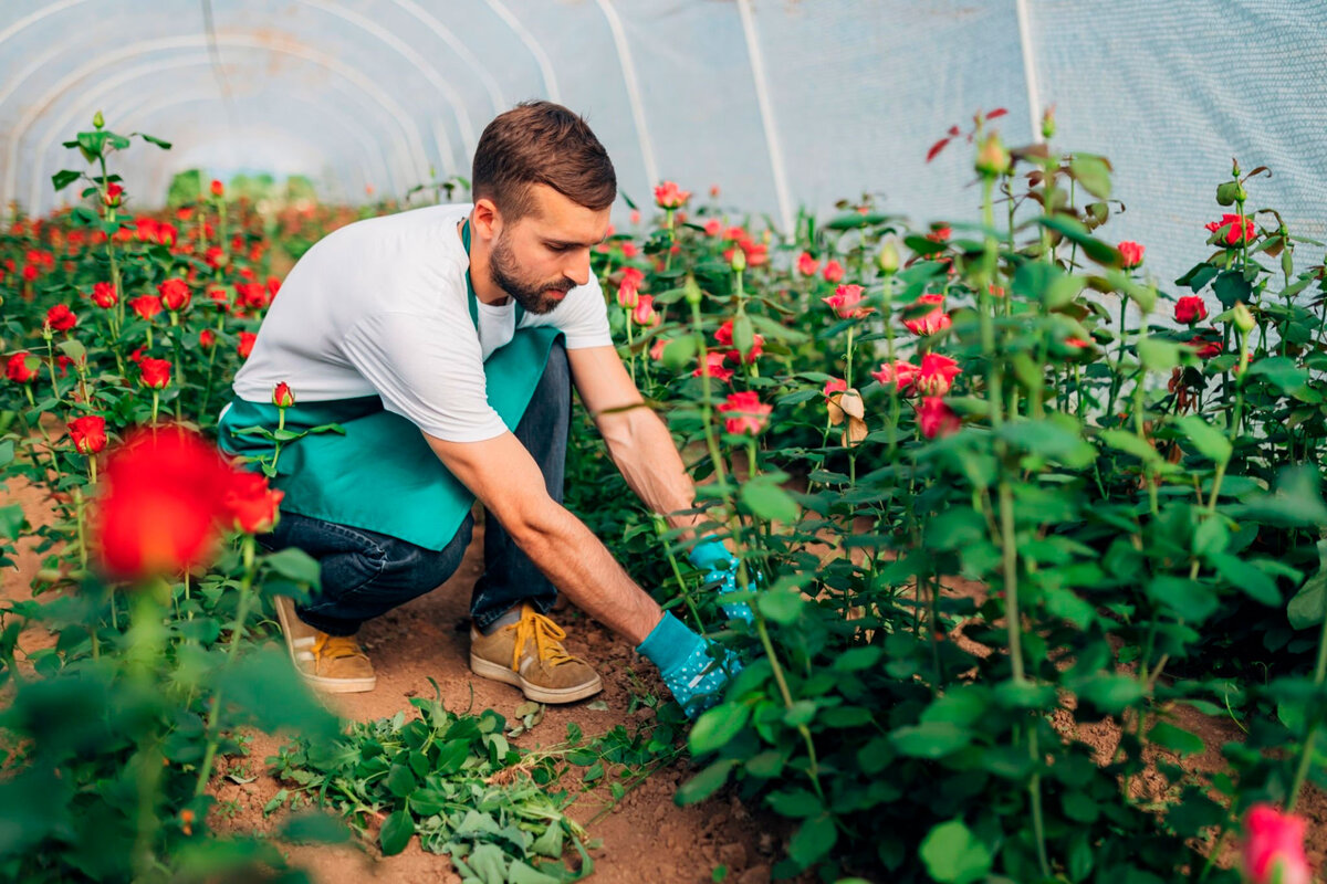 Розы в теплице на продажу. Как работает бизнес? | Все Теплички | Дзен