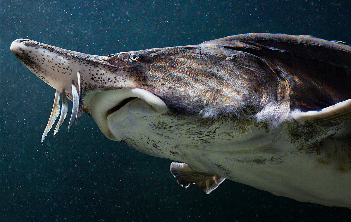 виды белуги рыбы. азовская белуга красная книга. белуга huso huso. белуга хищник. белуга рыба вес.