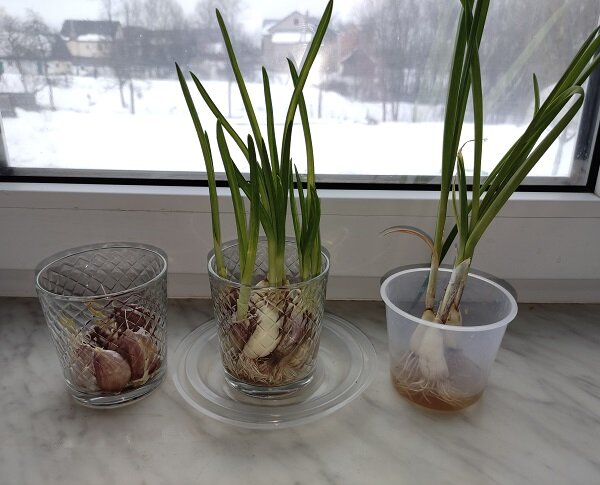 Выращивание чеснока на зелень зимой.