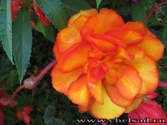 Бегония клубневая - фото из моего сада, на фото логотип моего сайта о растениях http://chelsad.ru/index.php/mnogoletniki/215-begoniya