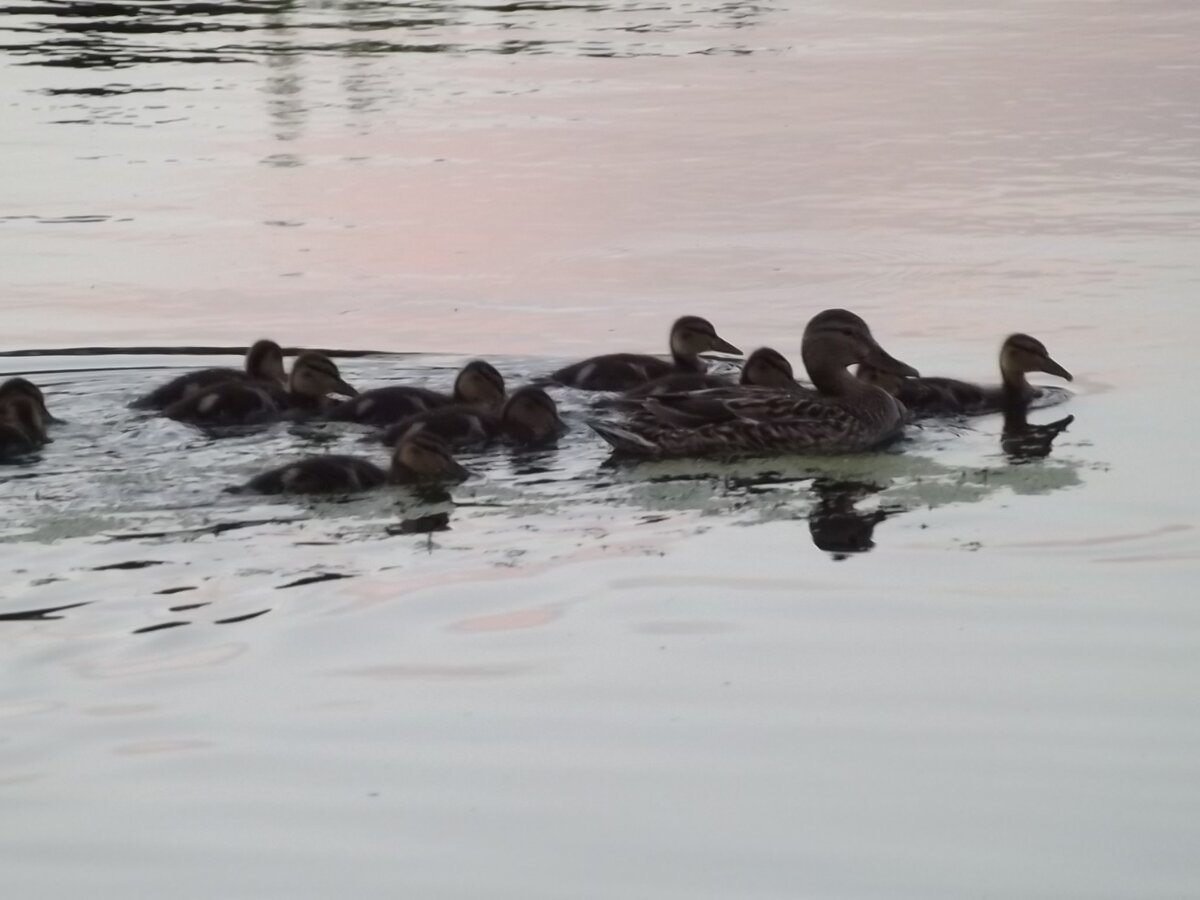 Клава с детьми