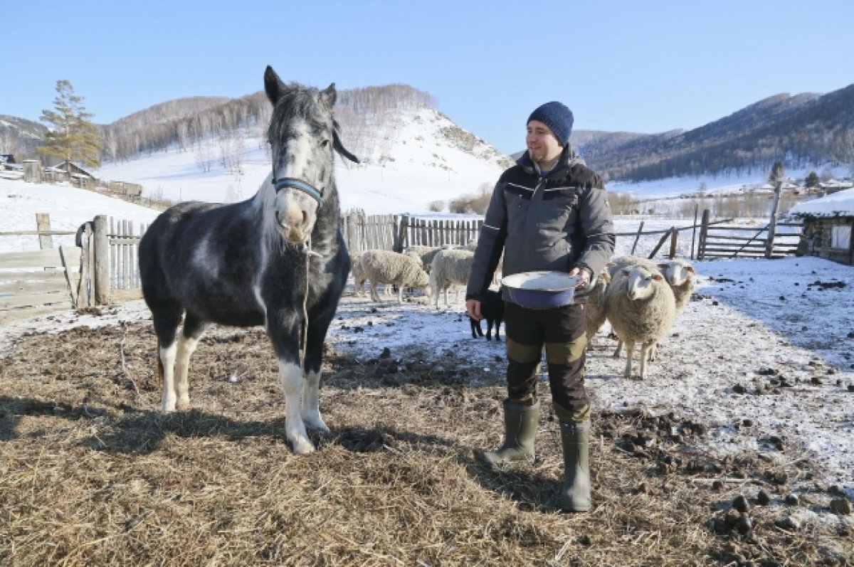    Иностранцы часто едут в глубинку Алтая, чтобы заниматься натуральным хозяйством.