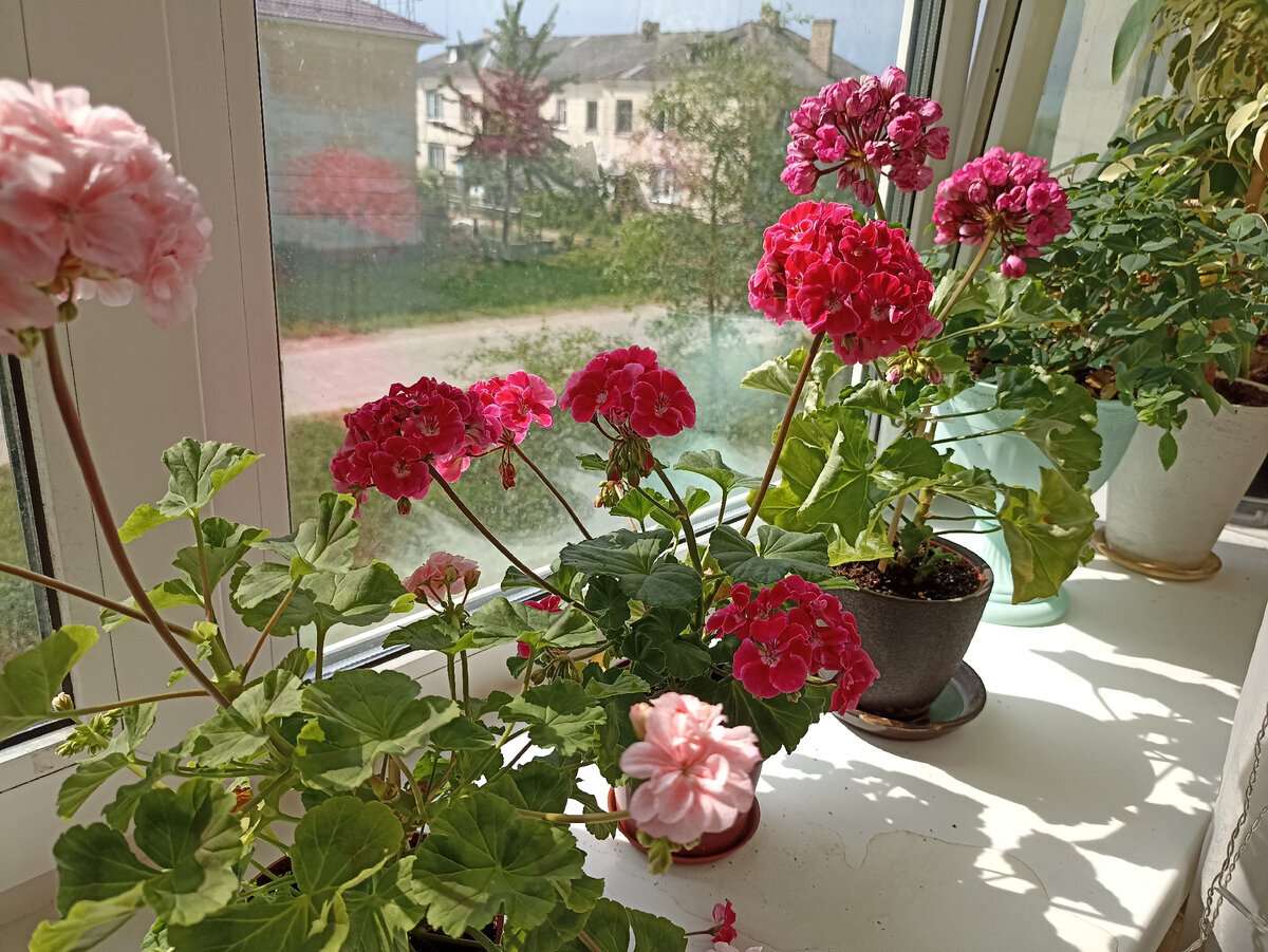 Фото для приближения лета (пятна на подоконнике нет)