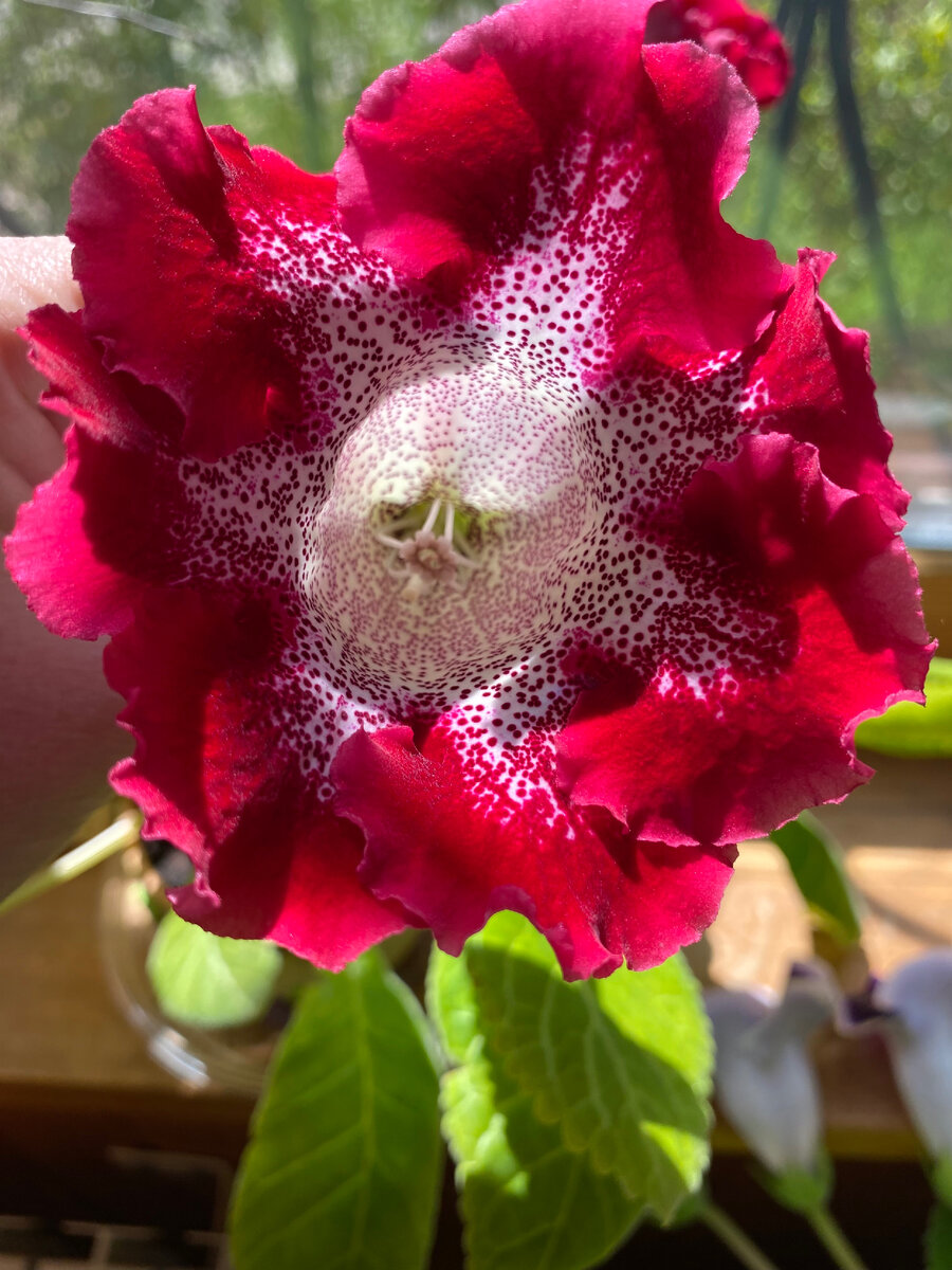 А потом малиновая.