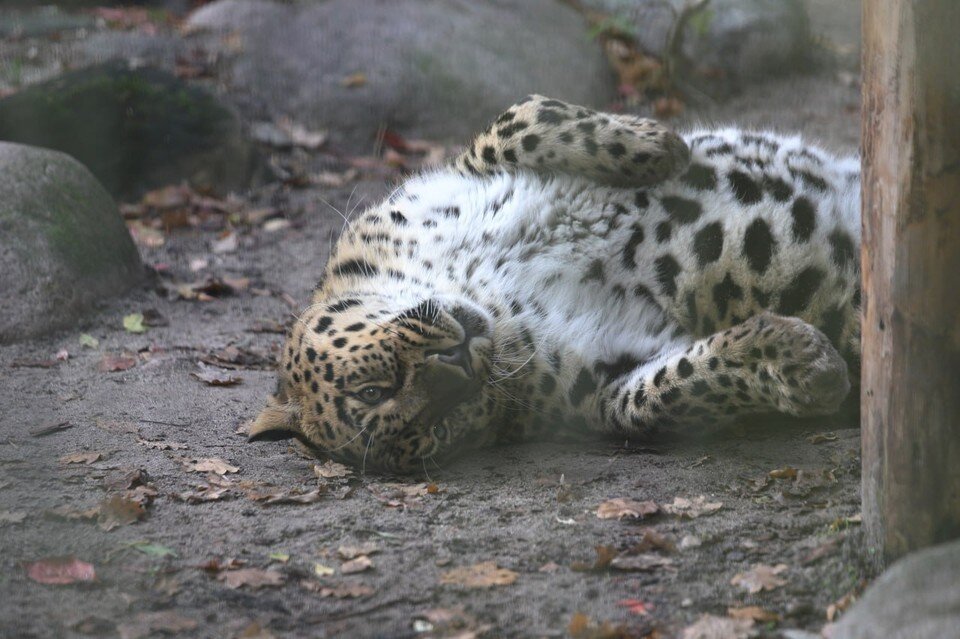     Он готов прилететь, если все будет благоприятно.  ФГБУ «Земля леопарда»