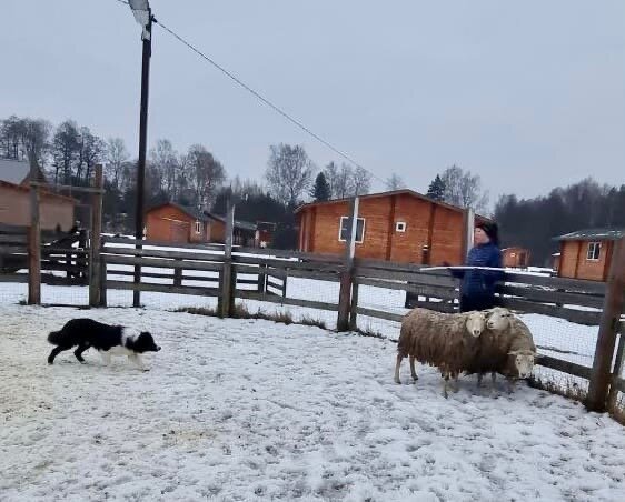 Кинологический центр АТК Горыныч Ольга Шабельская и Скай