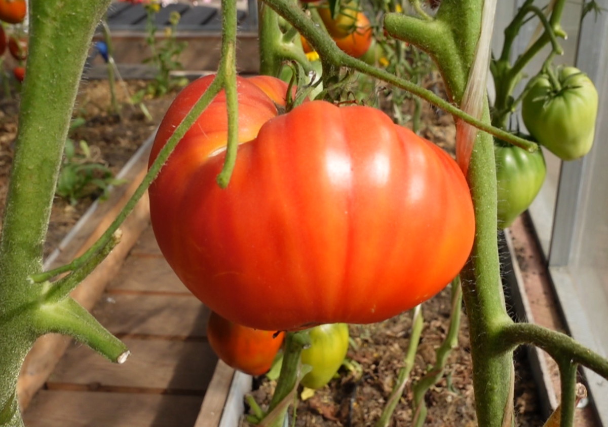 СЛАДОСТИ ВИРДЖИНИИ